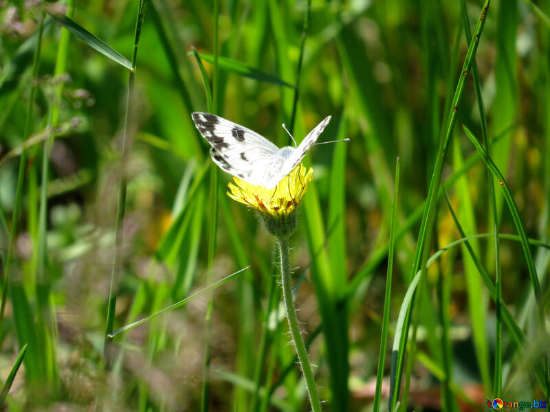 Borboleta branca flor №24652