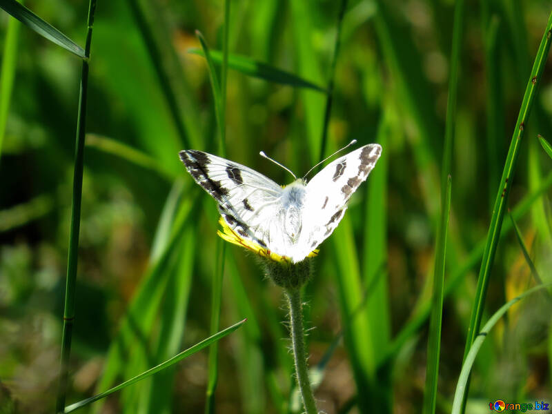 Білий метелик на квітці №24653