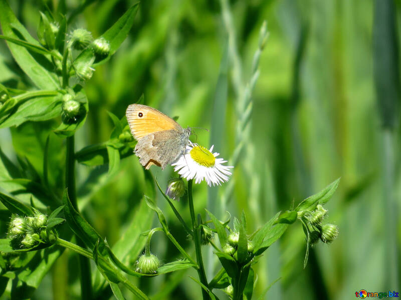 Farfalla su camomilla №24987