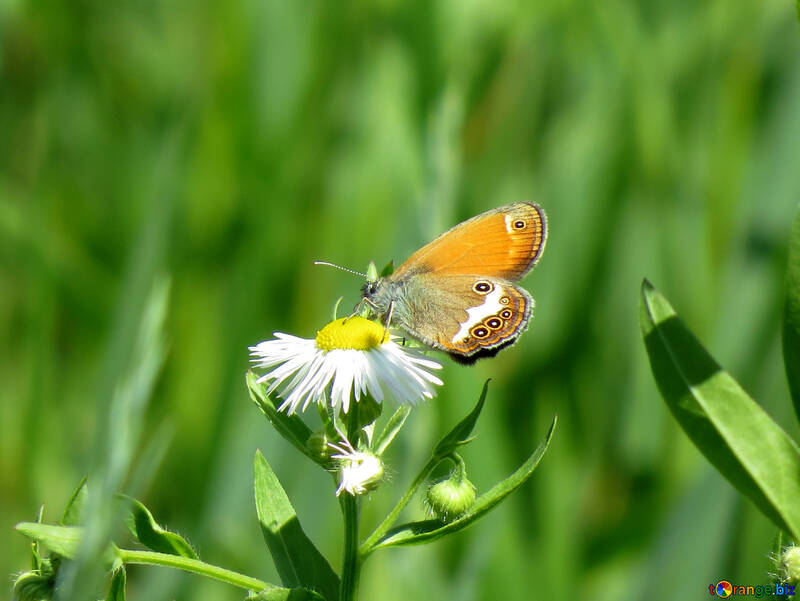 Butterfly drinks nectar №24990