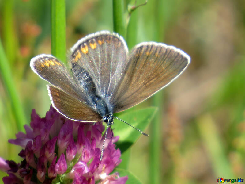 Campo de mariposa №24646