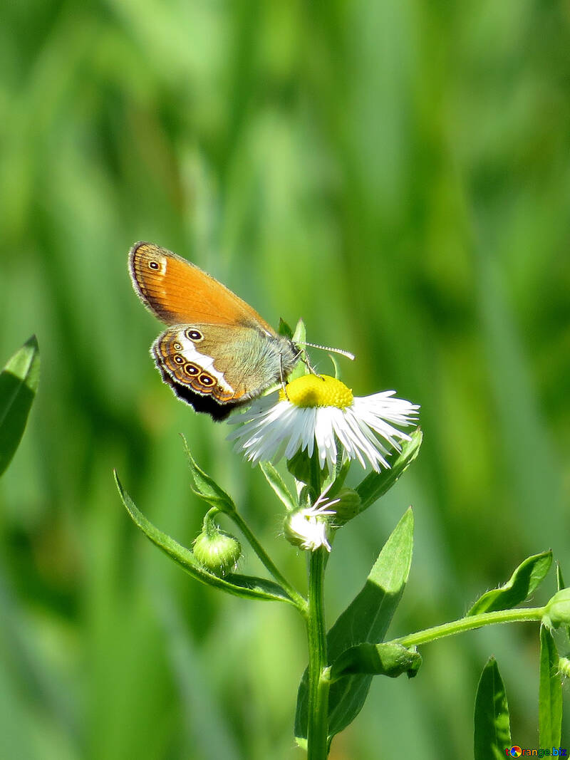 Mariposa en flor №24988