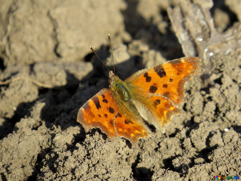 Orange butterfly with dark spots №24369