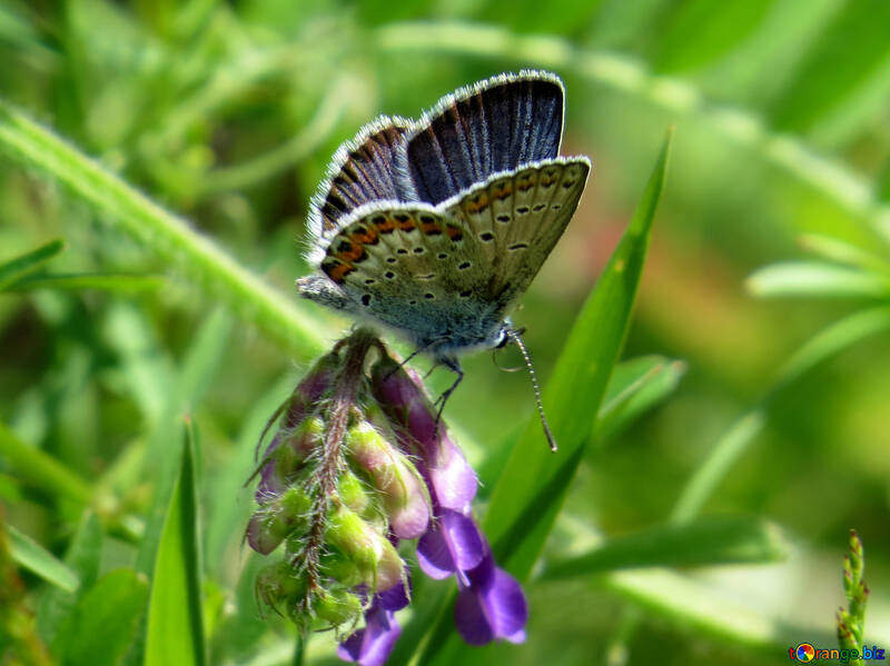 Wunderschönen Schmetterling №24643