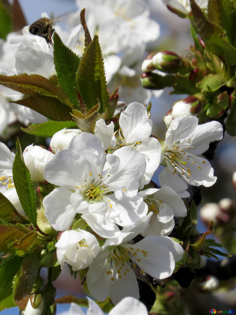 Cerejeiras em flor №24484