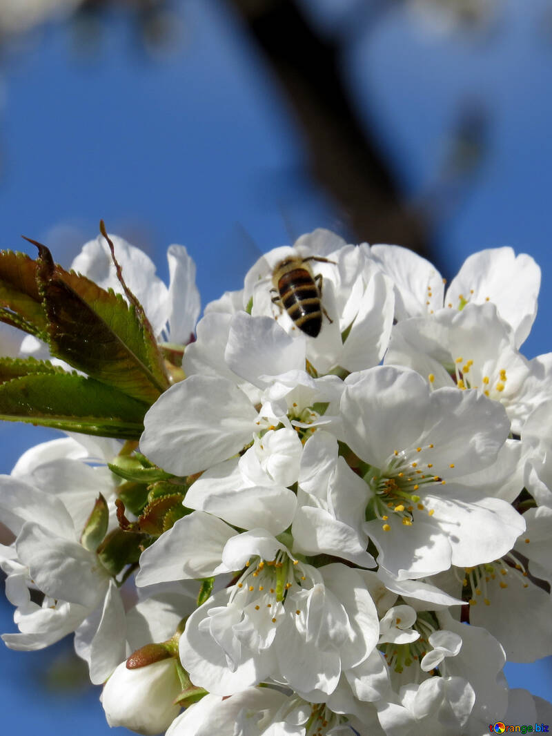 Bee and cherry blossoms №24471