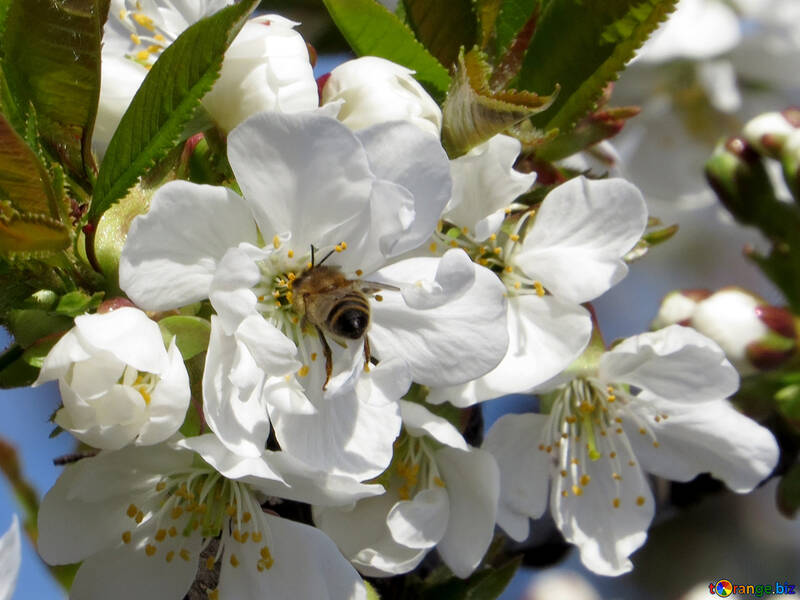 Bee in cherry blossoms №24487