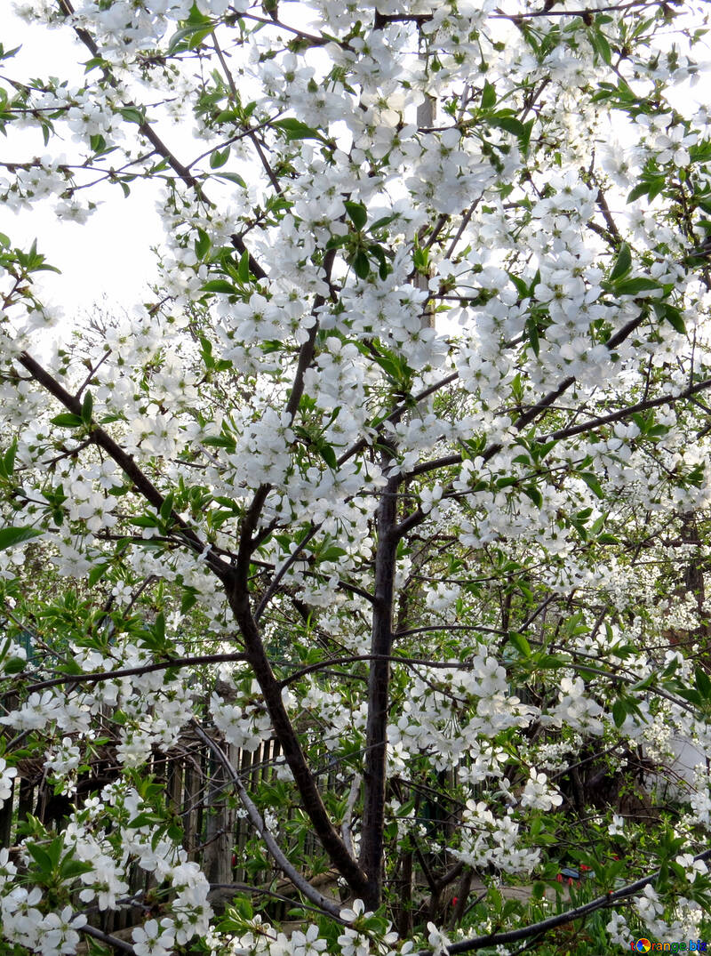 Jardín de cerezos №24133
