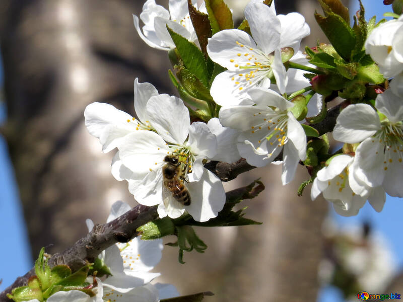 Bee pollinating cherry №24497