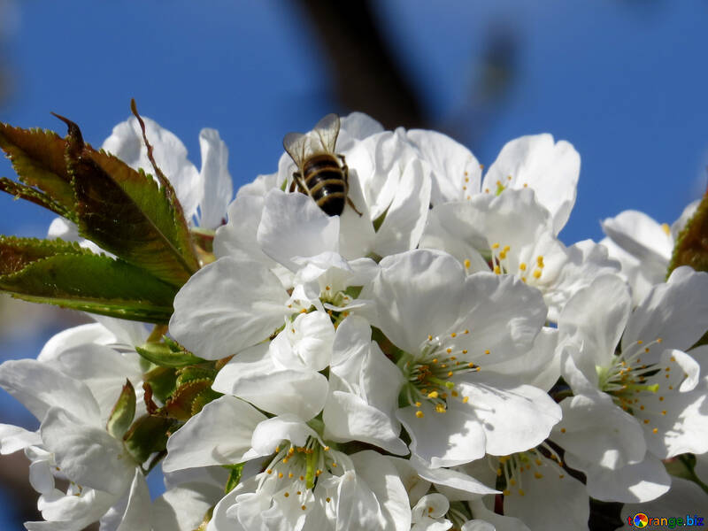 Fleur de cerisier avec des abeilles №24470
