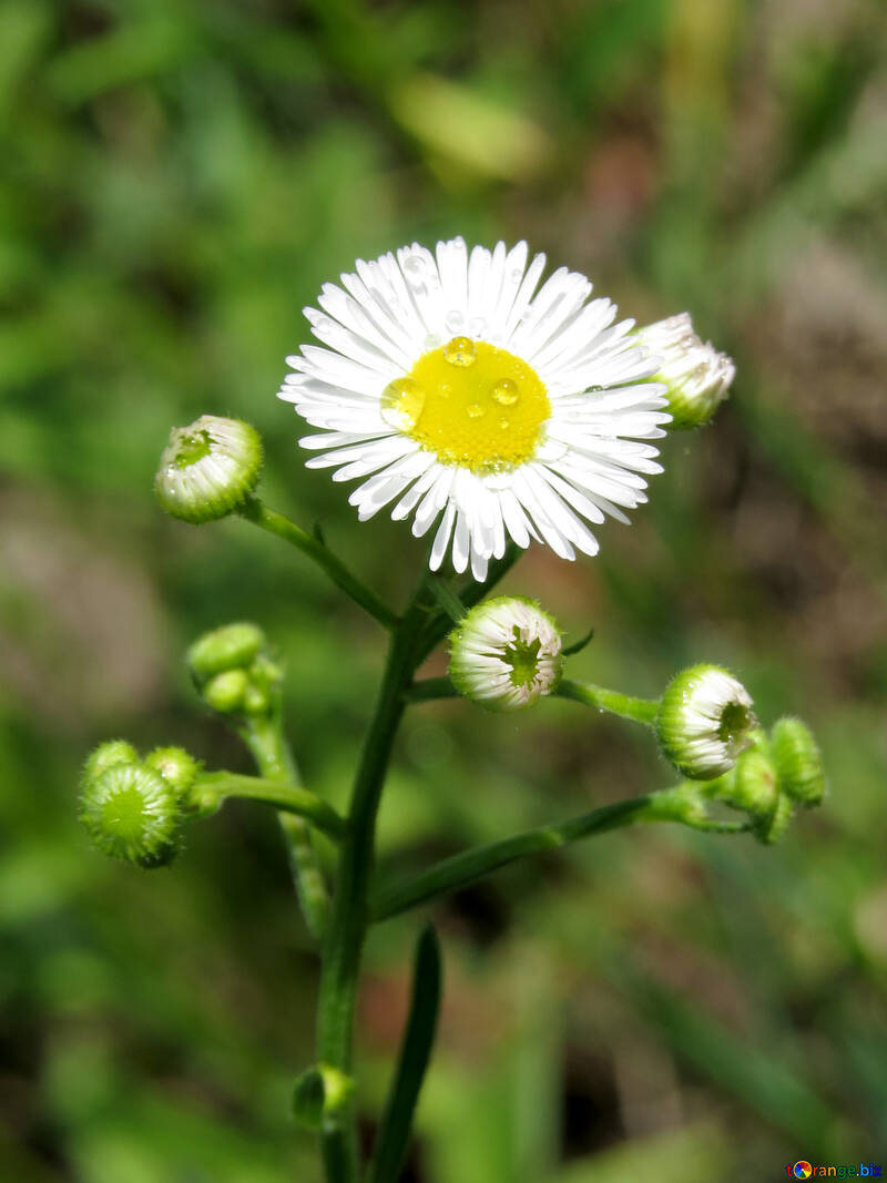 Tropfen auf Gänseblümchen №24932