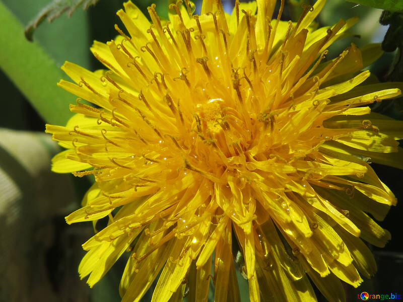 Yellow dandelion №24070