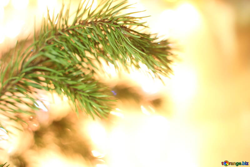 Desktop background on Christmas tree branch №24594