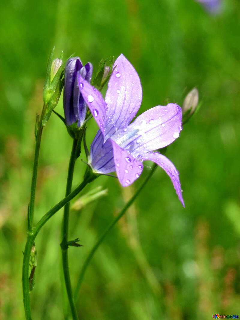 Dew drops on flower №24925