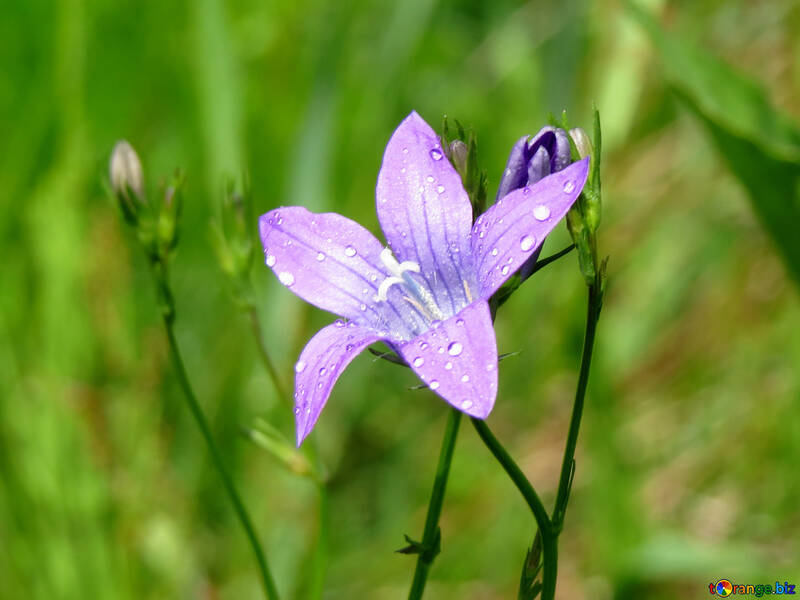 Gocce d`acqua su un petalo di fiore №24923