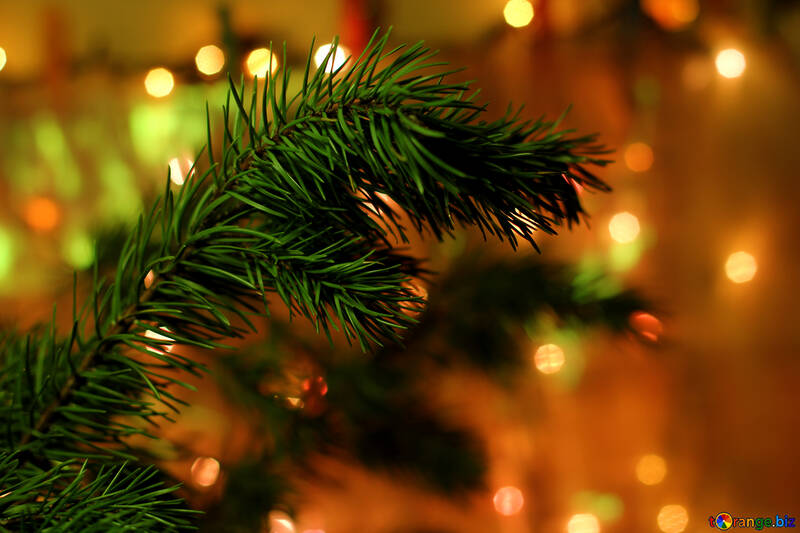 Christmas tree №24596