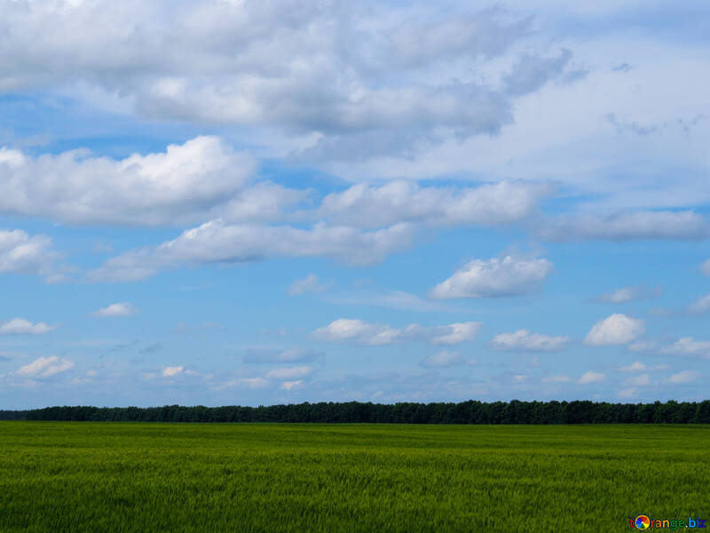 A field of wheat №24220