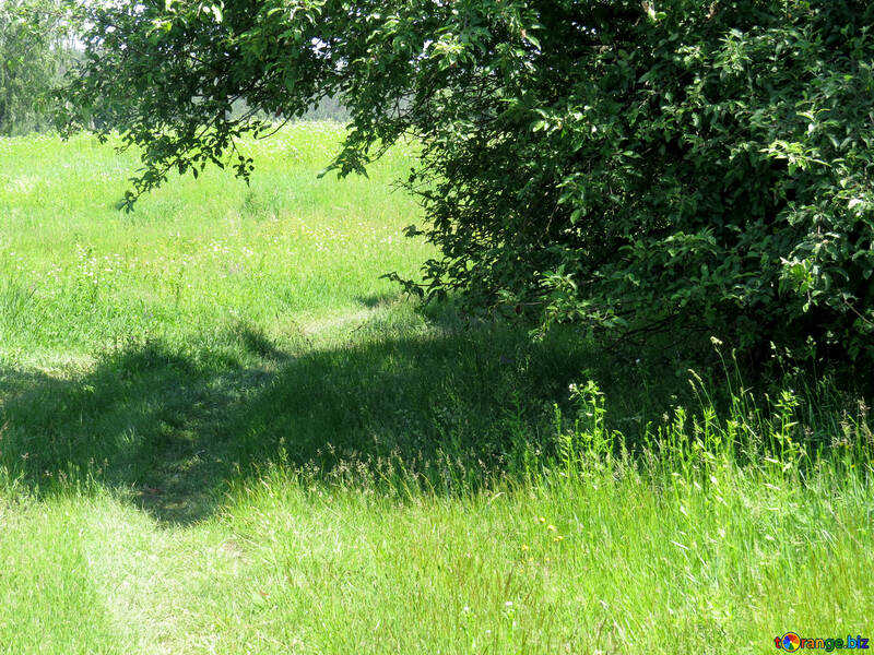 Road in the grass №24992