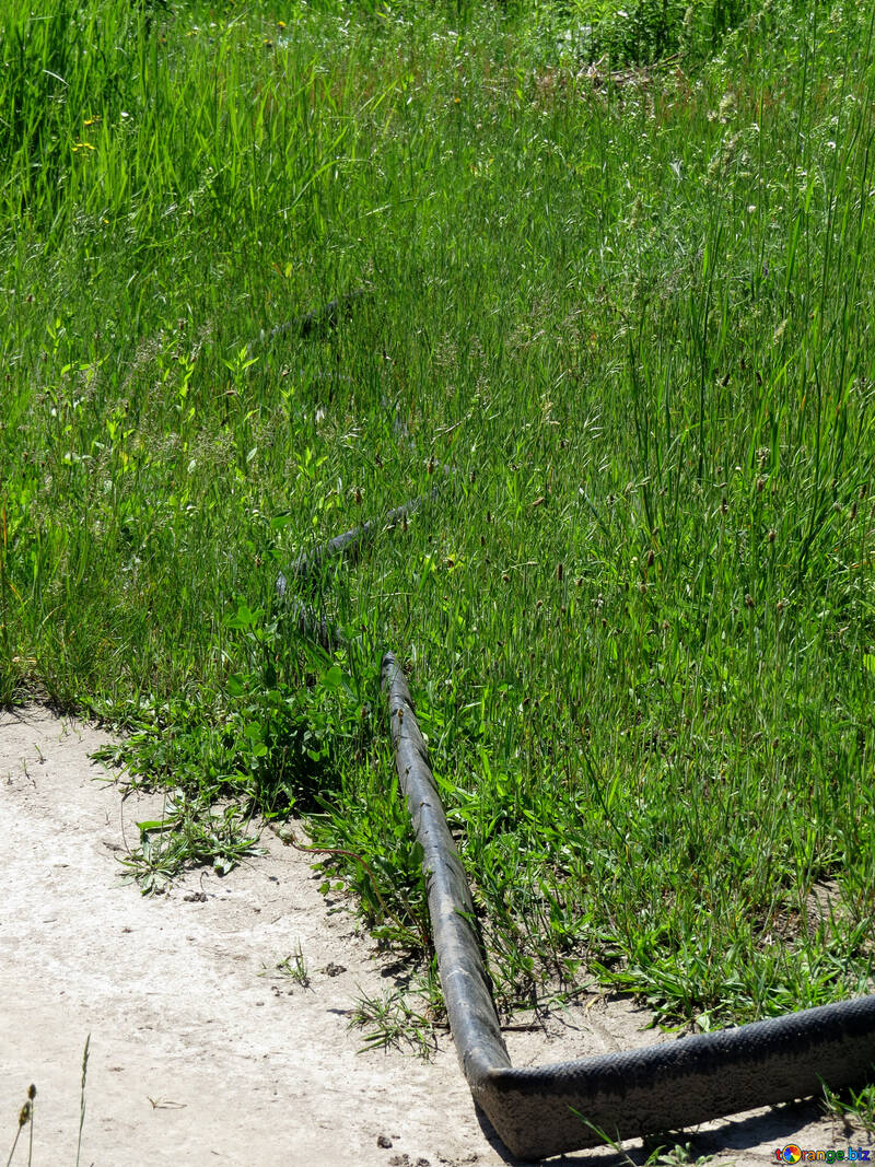 Fire hose in the grass №24698