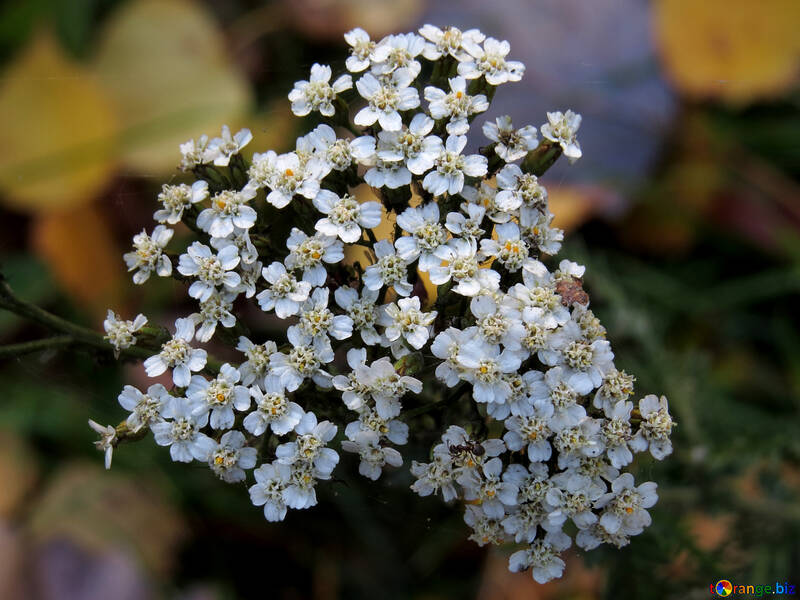 Petites fleurs blanches №24908