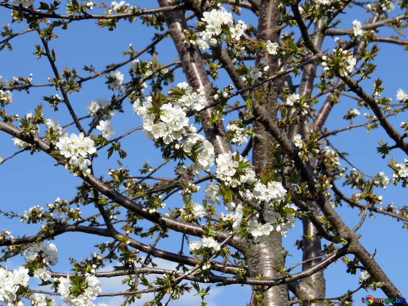 Fleurs blanches sur les arbres №24506
