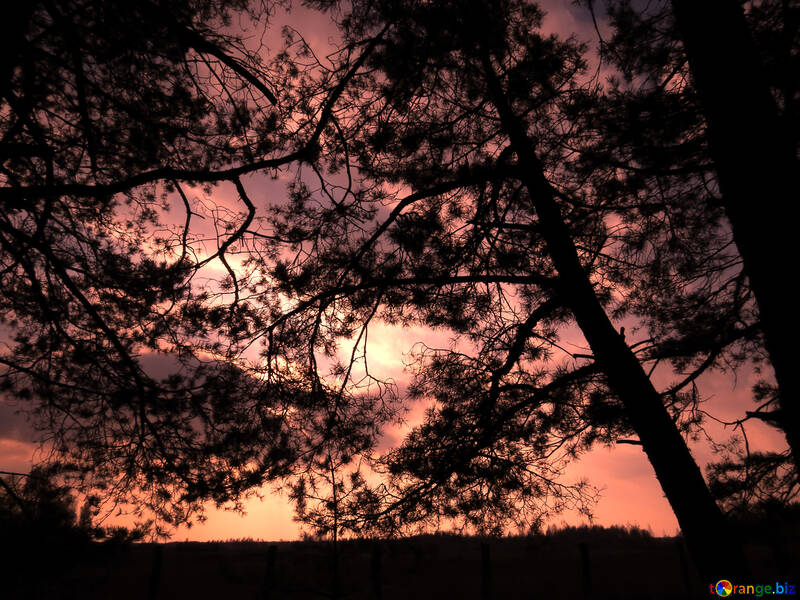 Wald-Sonnenuntergang №24811