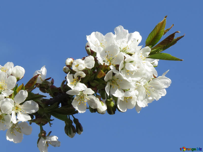 Frühling Hintergrund auf desktop №24424