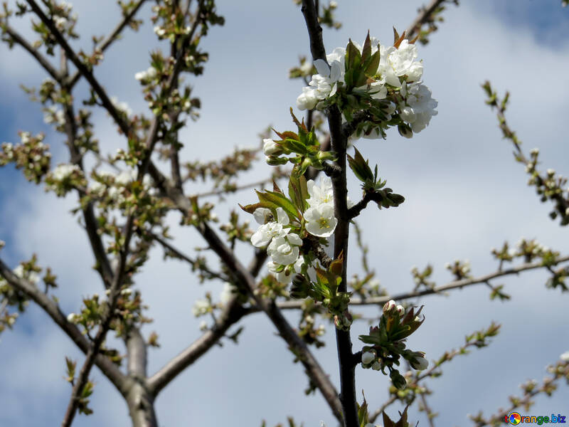 Arbre en fleurs №24452