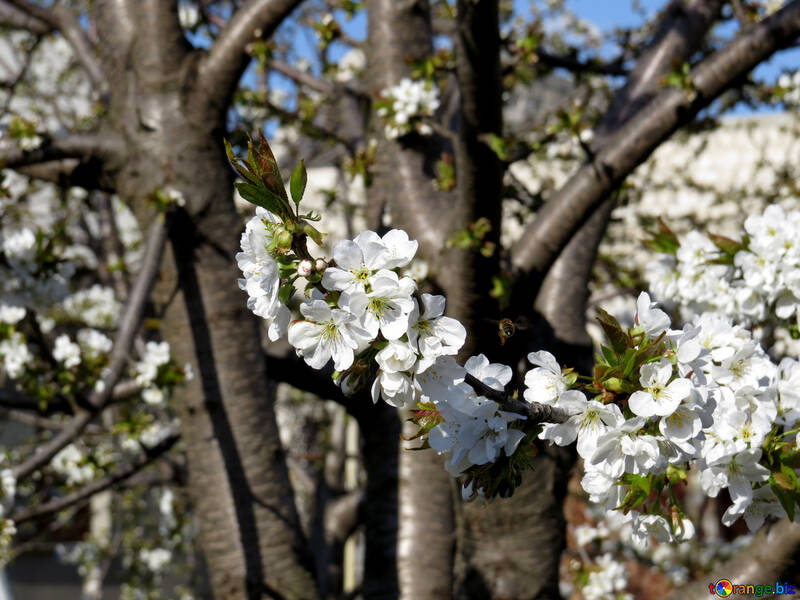 Árboles frutales en la primavera №24467