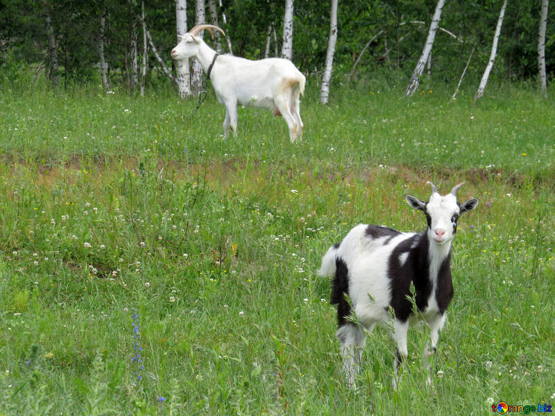  goats №24165