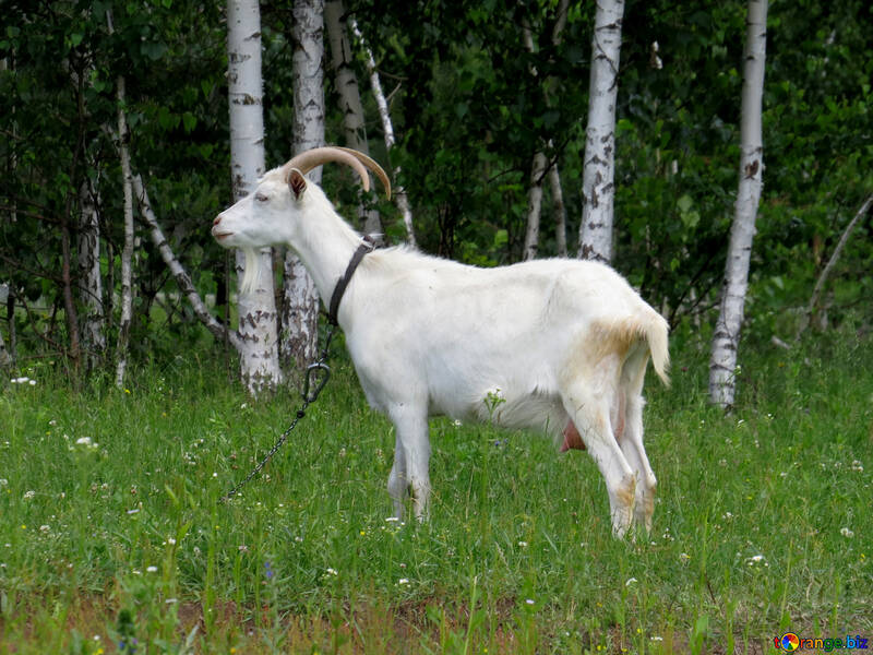 Goat`s milk №24163