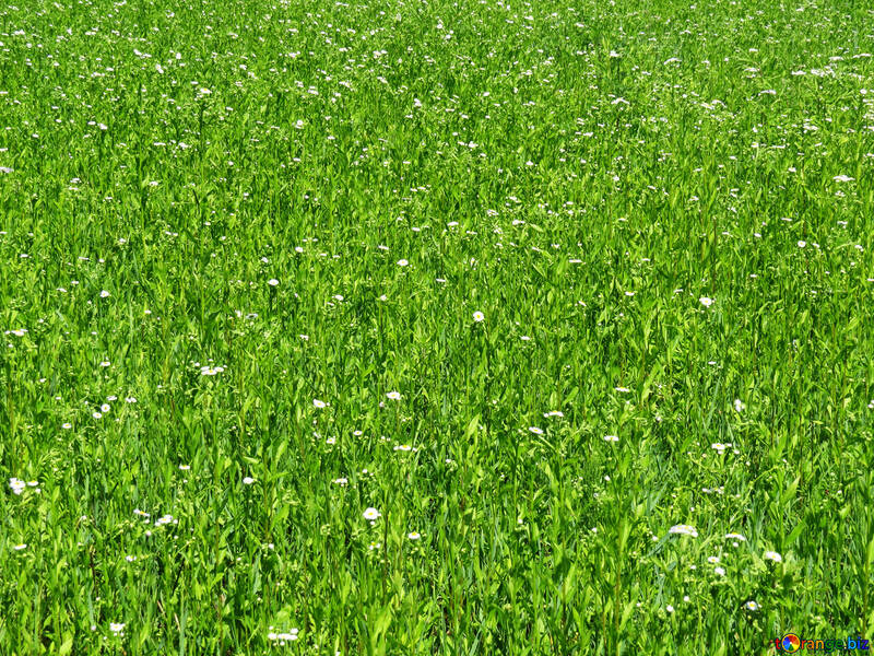 Green carpet grass №24994