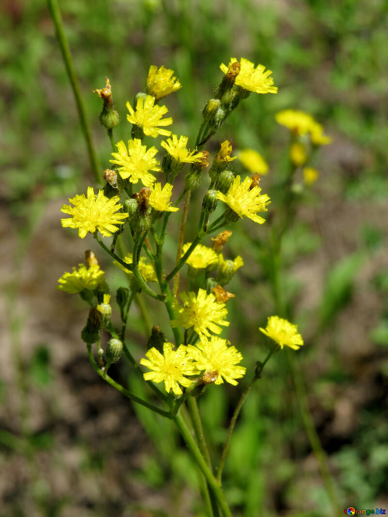 Yellow flowers №24930