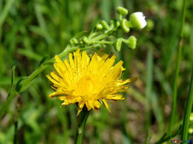 Yellow wildflower №24938