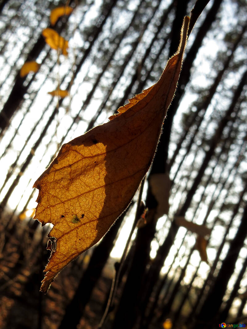Autumn leaf №24766
