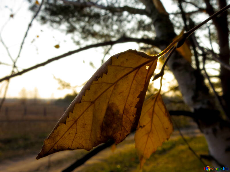 Autumn yellow leaf №24751