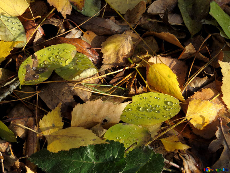Dew on leaf litter №24887