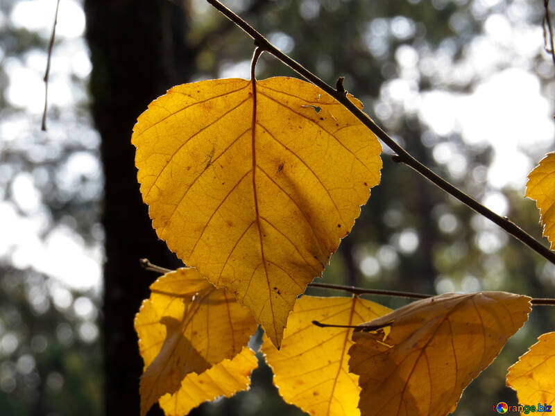 Yellow leaf №24869