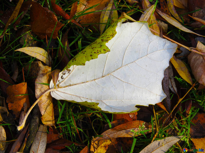 Fallen leaf №24903