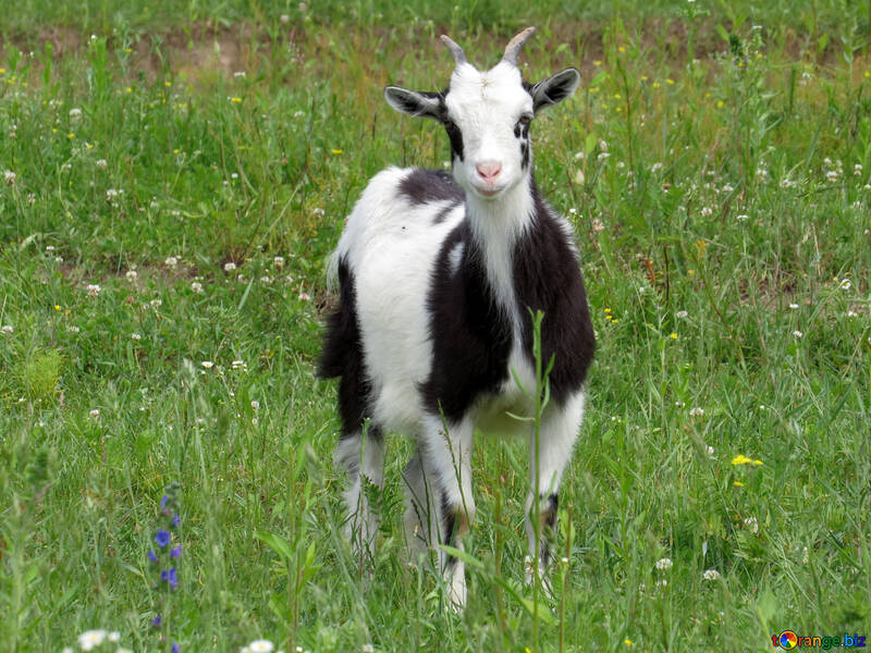Dairy goat №24168