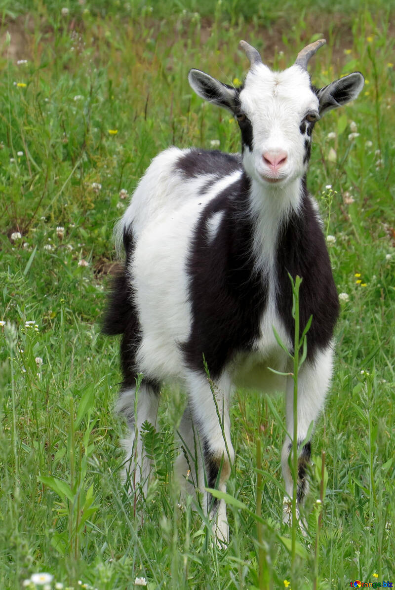 Goat №24167