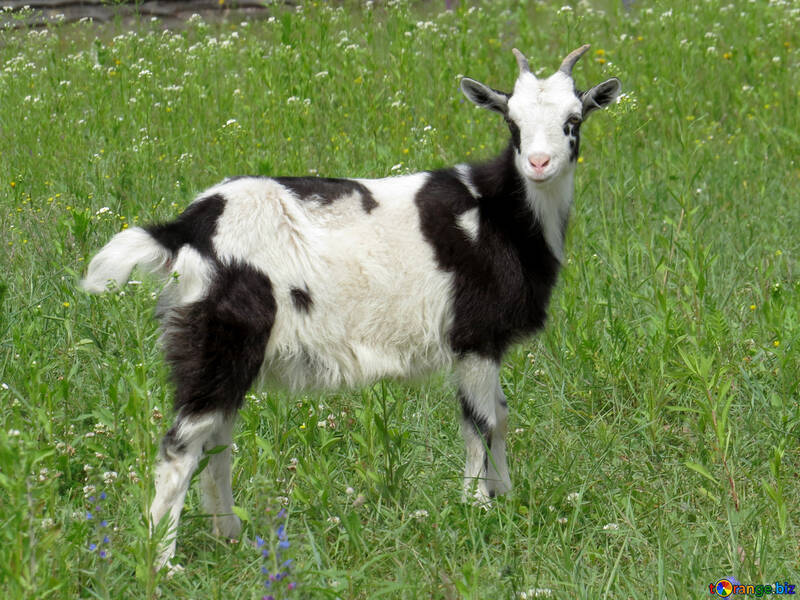 Goat №24171