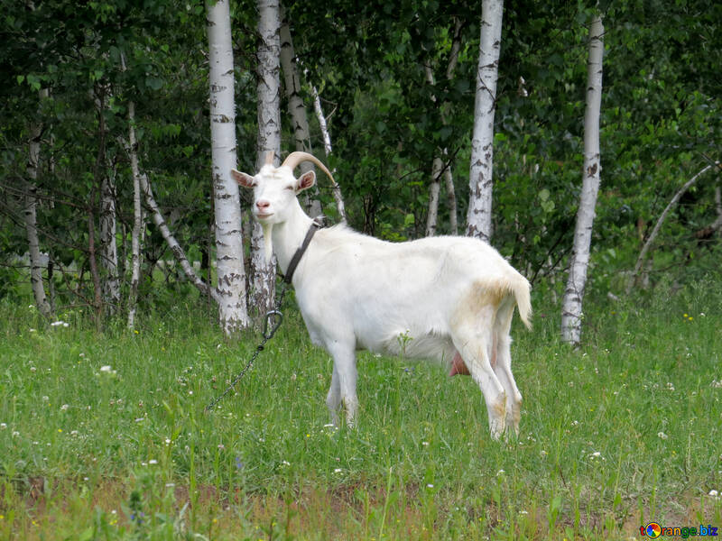 Goat grazing №24162