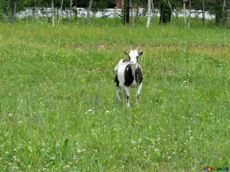 Goat on meadow №24170