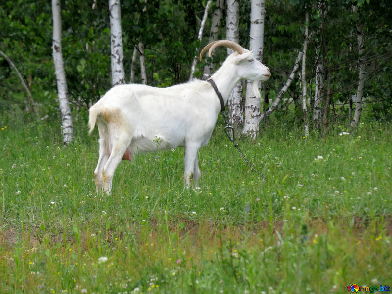 White goat №24164