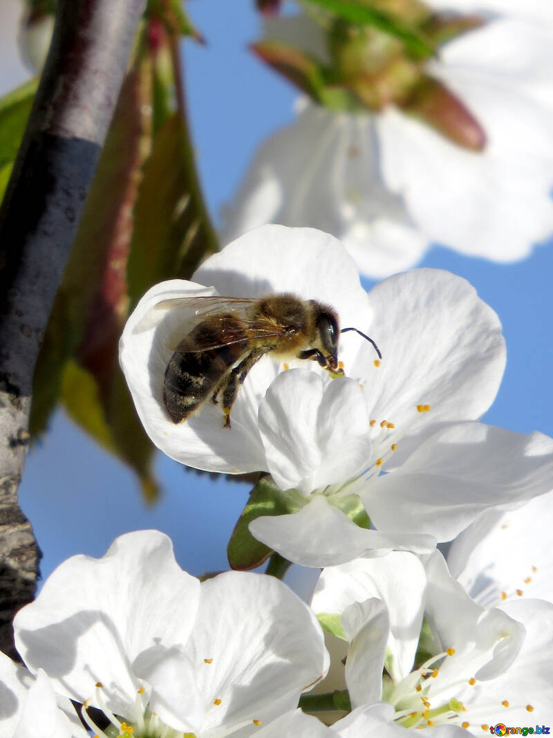 Macro abeille №24431