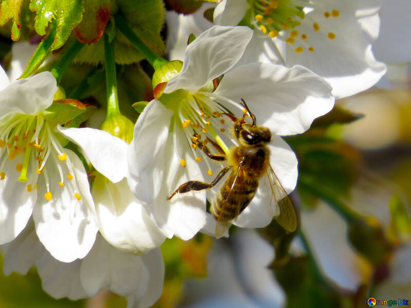 Eine Biene sammelt Honig №24441