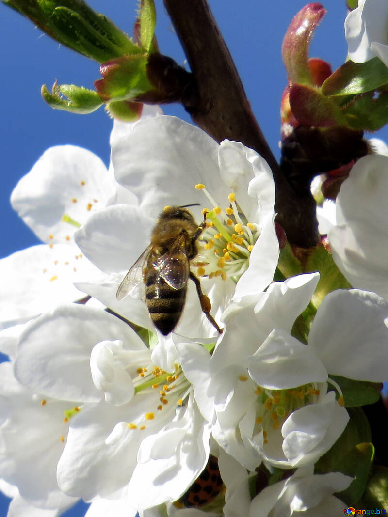 Biene auf Blume №24421