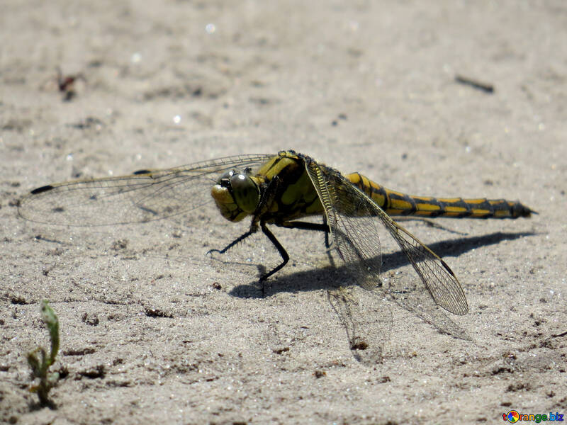 Beautiful dragonfly №24968