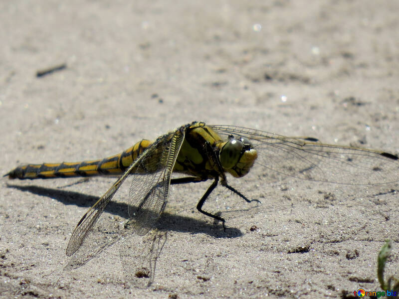 Beautiful photo of dragonfly №24969